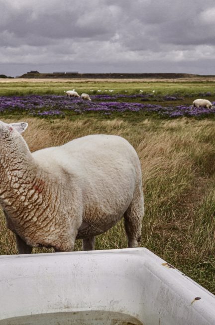 Schaf auf der Weide, Amrum