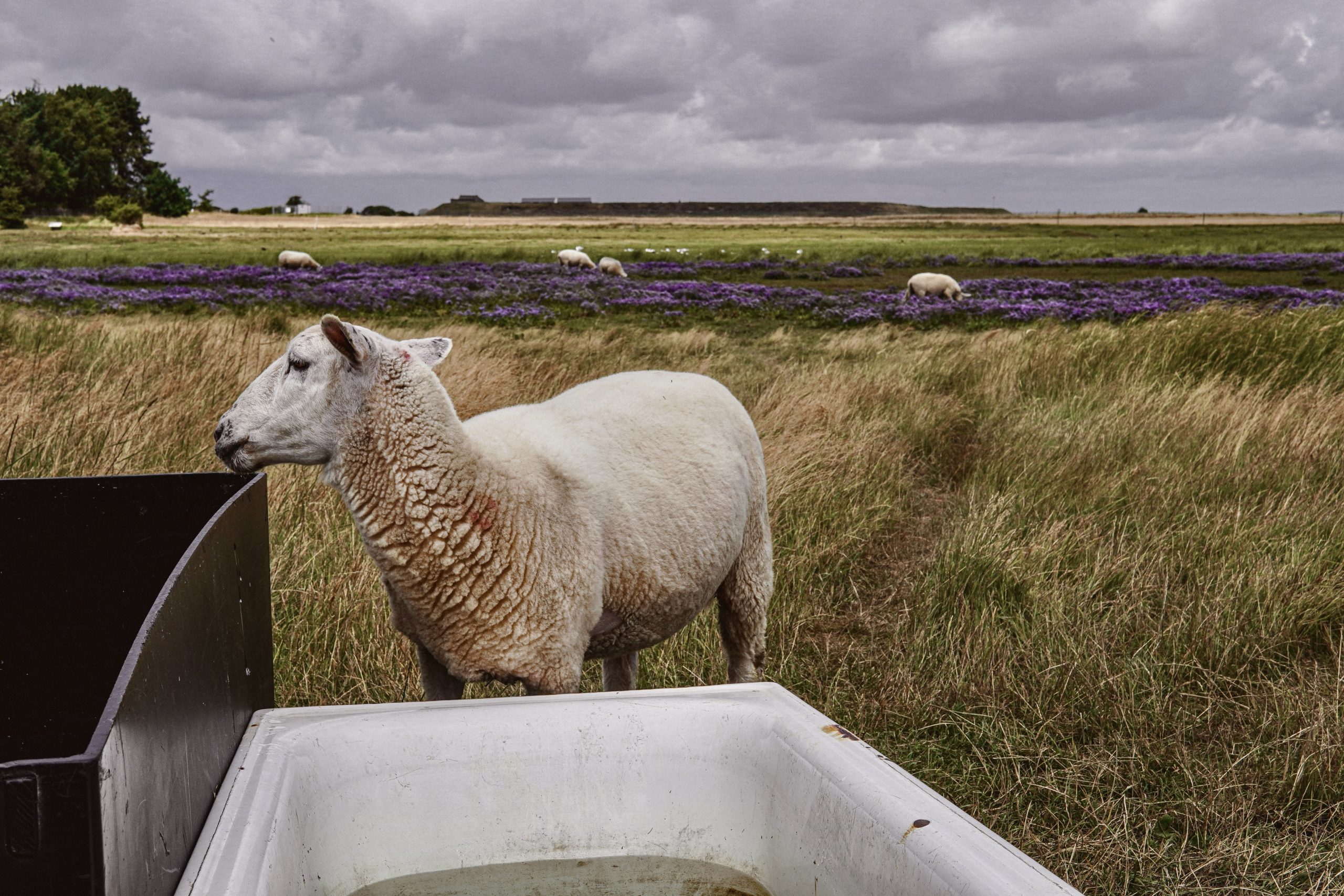 Schaf auf der Weide, Amrum