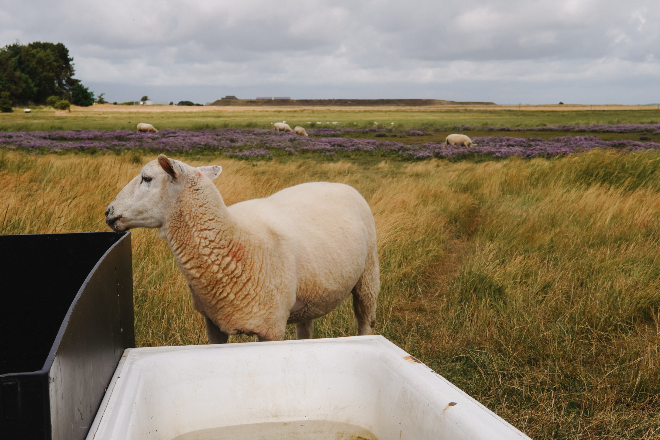 Schaf auf der Weide, Amrum